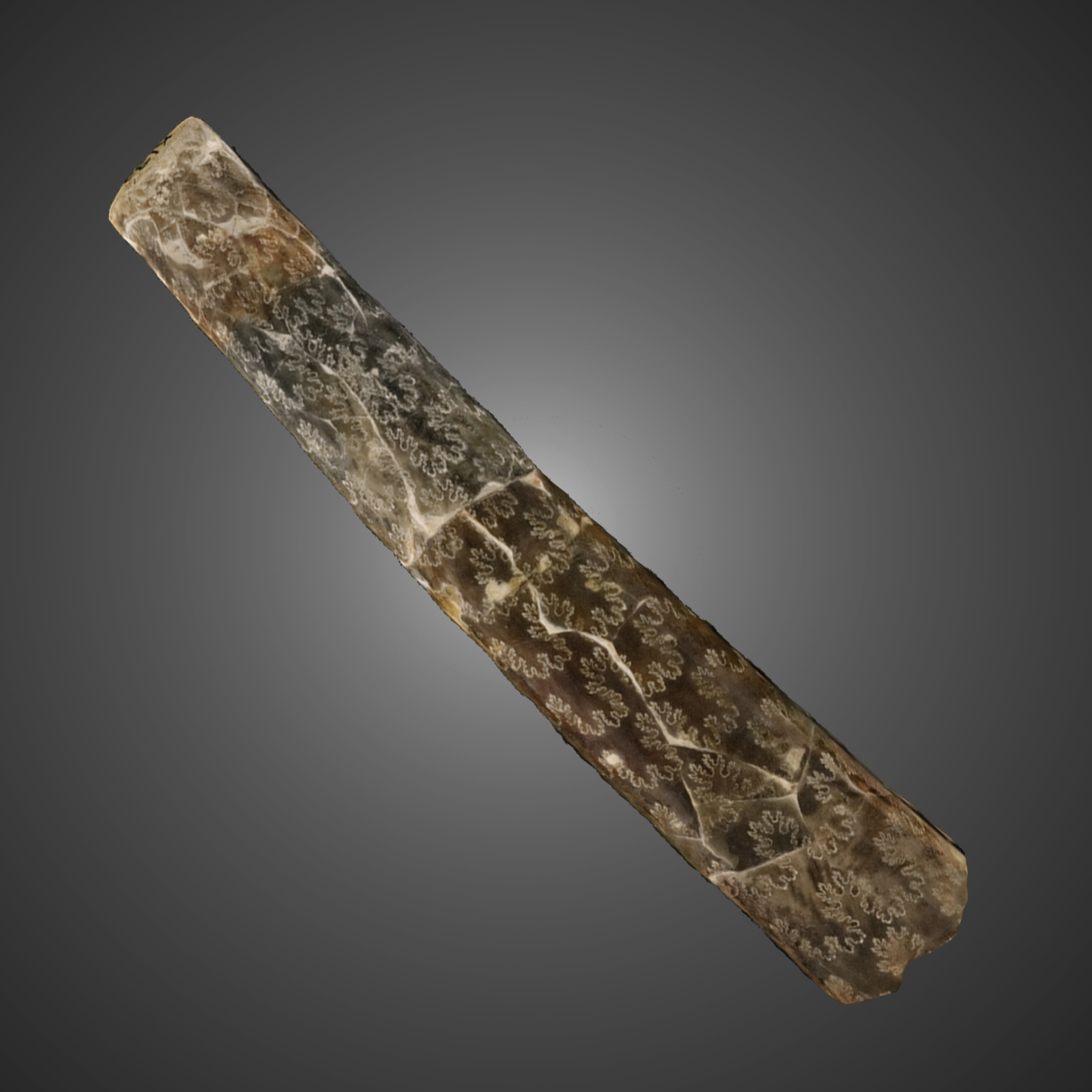 Baculites compressus