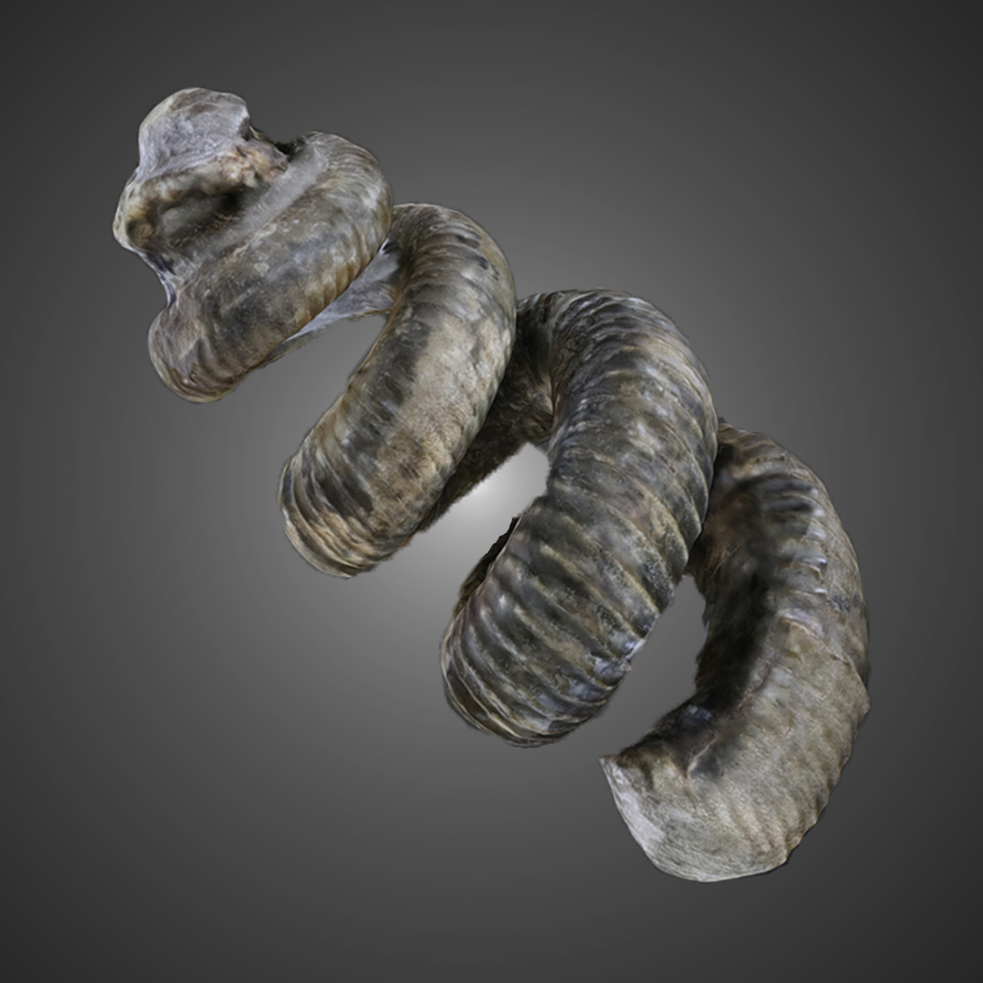 Eubostrychoceras otsukai