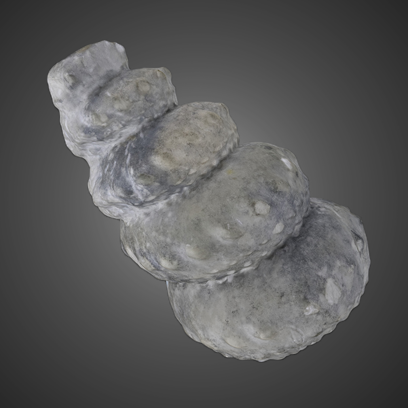 Hypoturrilites gravesianus