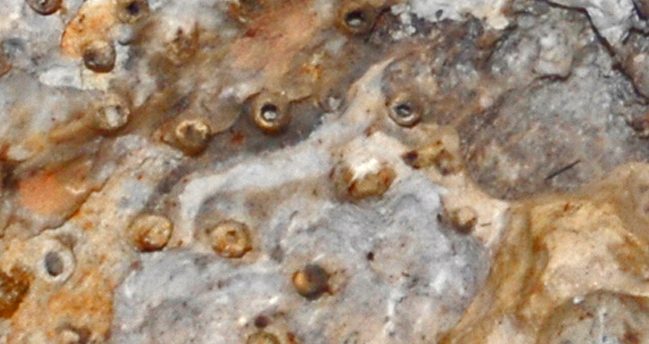 “Orden” Stromatoporida – Tafonomía