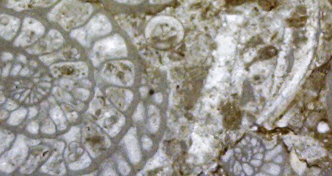 Tafonomía – Phylum Foraminifera