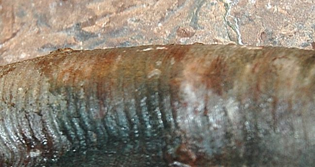 Tafonomía – Subclase Nautiloidea