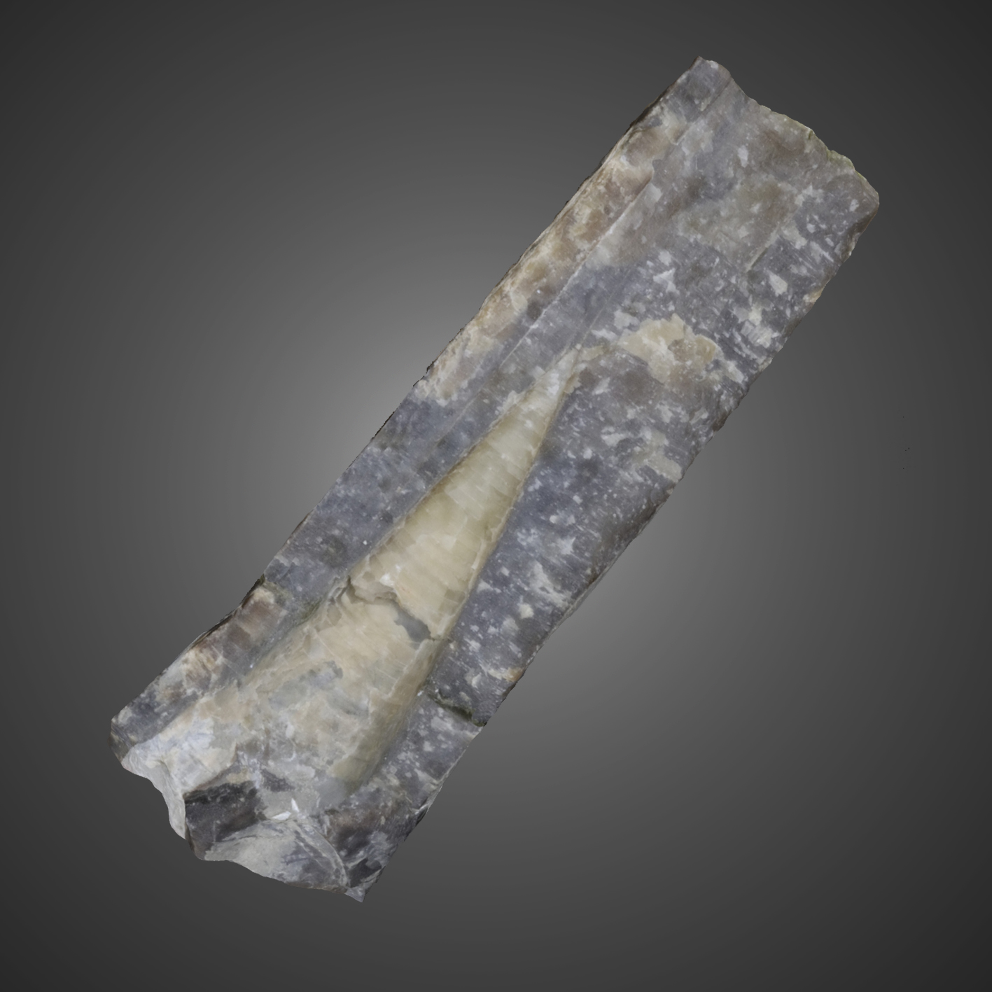 Cylindroteuthis oweni  