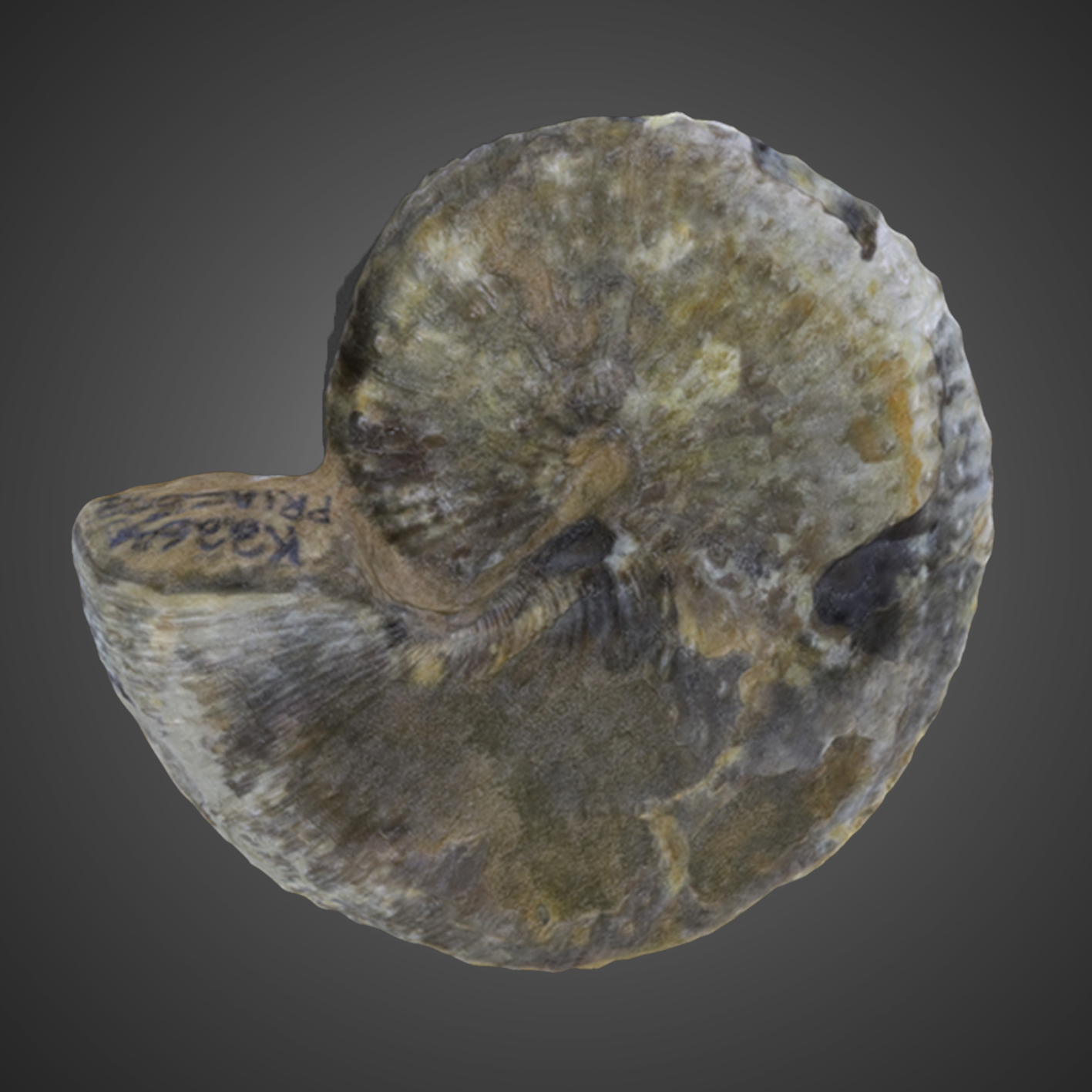 Hoploscaphites nebrascensis 