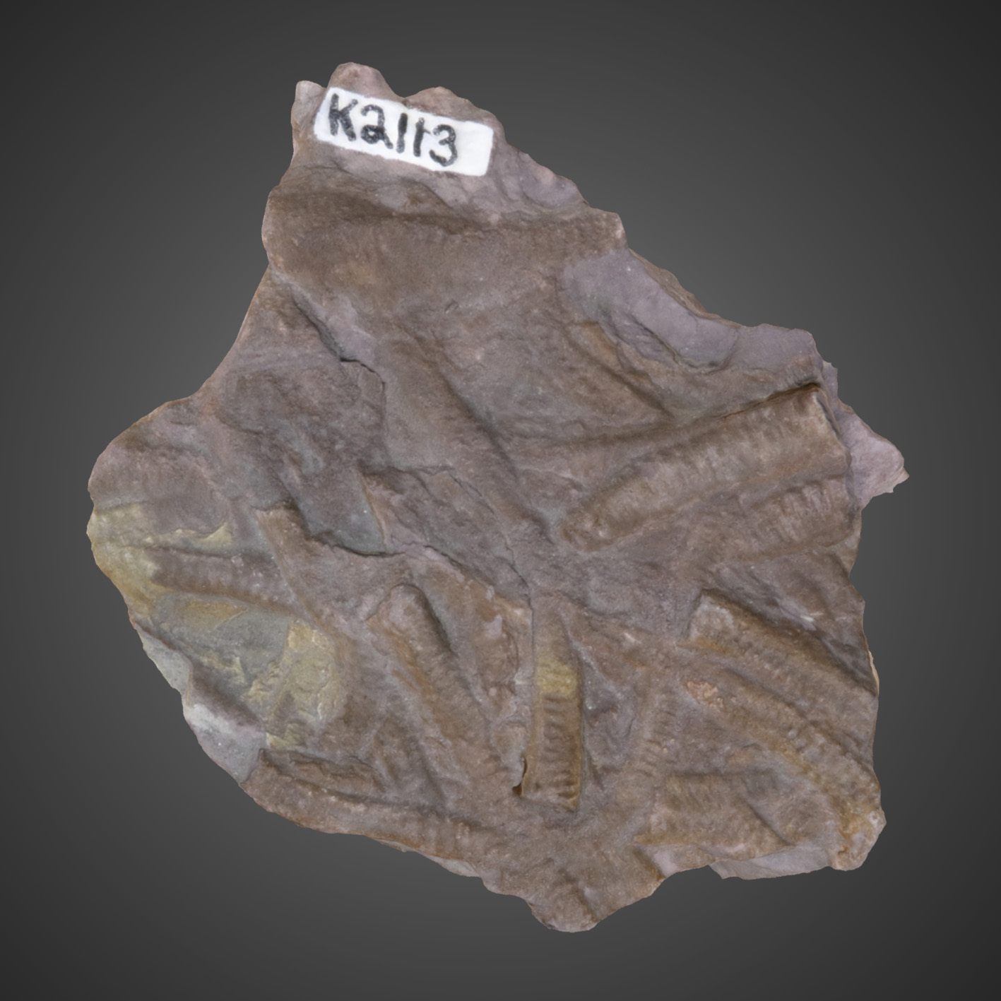 Arthrophycus alleghaniensis