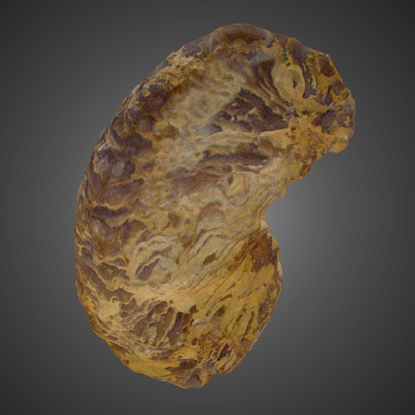 Ceratostreon pliciferum