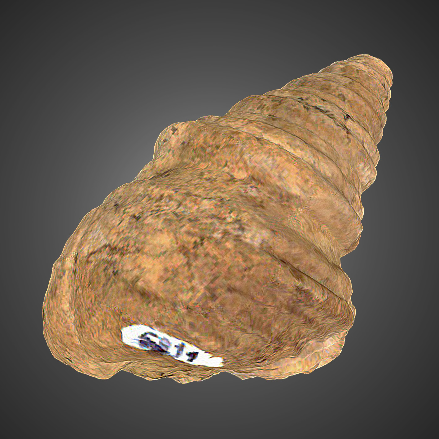 Glauconia pizcuetana