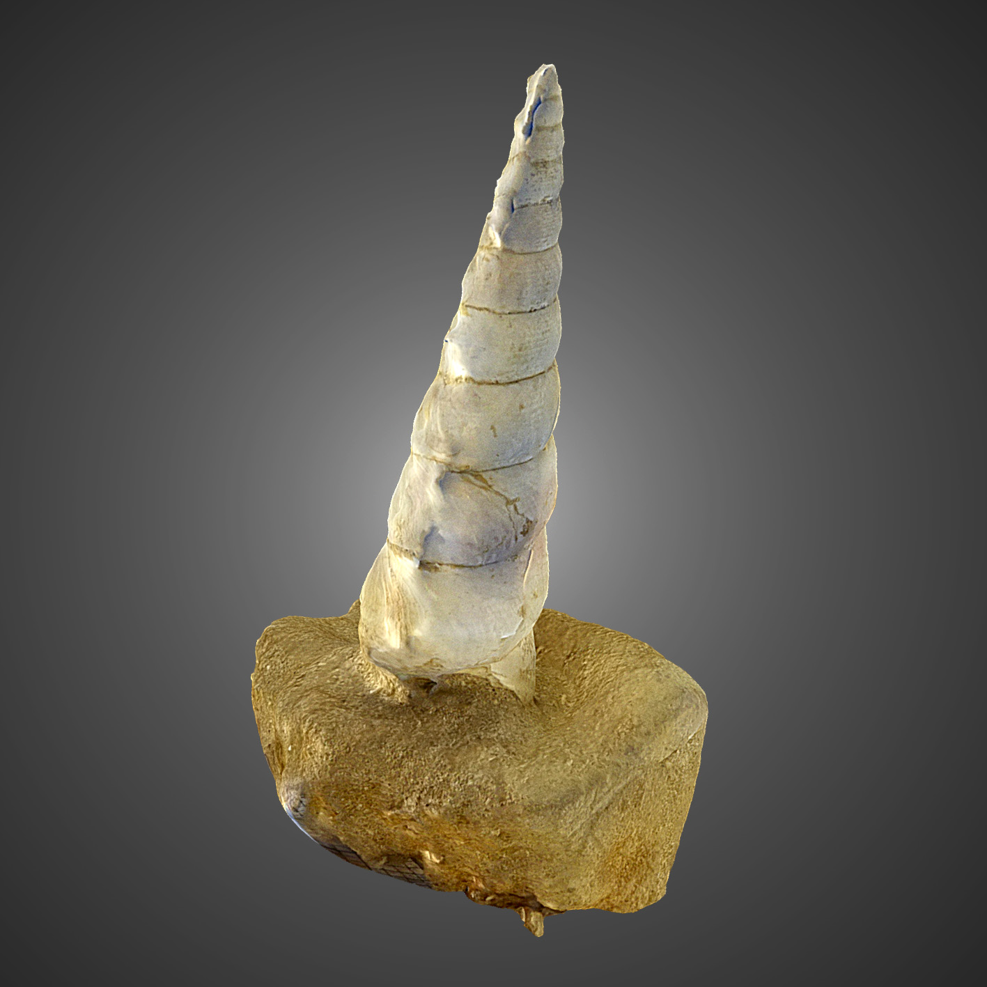 Turritela tenebralis