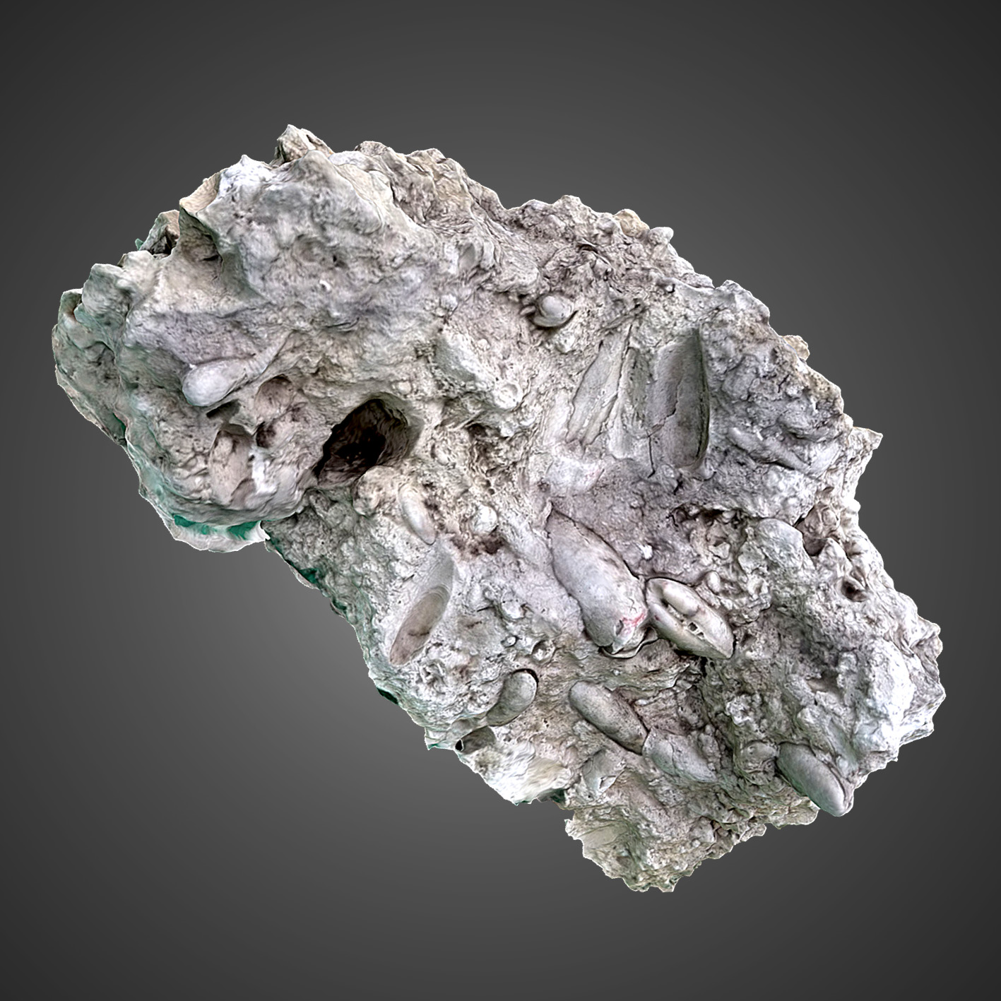 Gastrochaenolites isp.