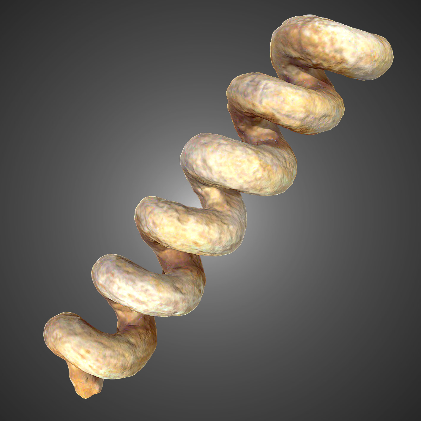 Gyrolithes variabilis