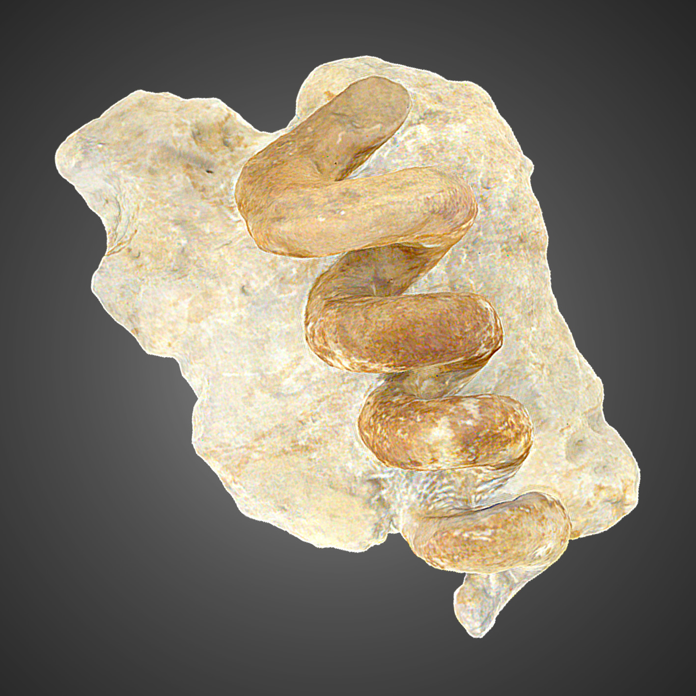 Gyrolithes variabilis