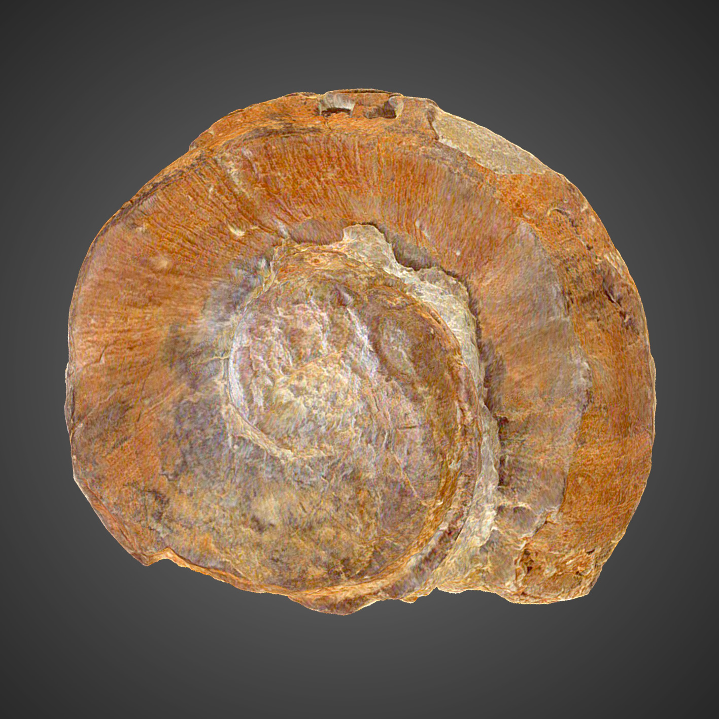 Pseudotoucasia santanderensis 2