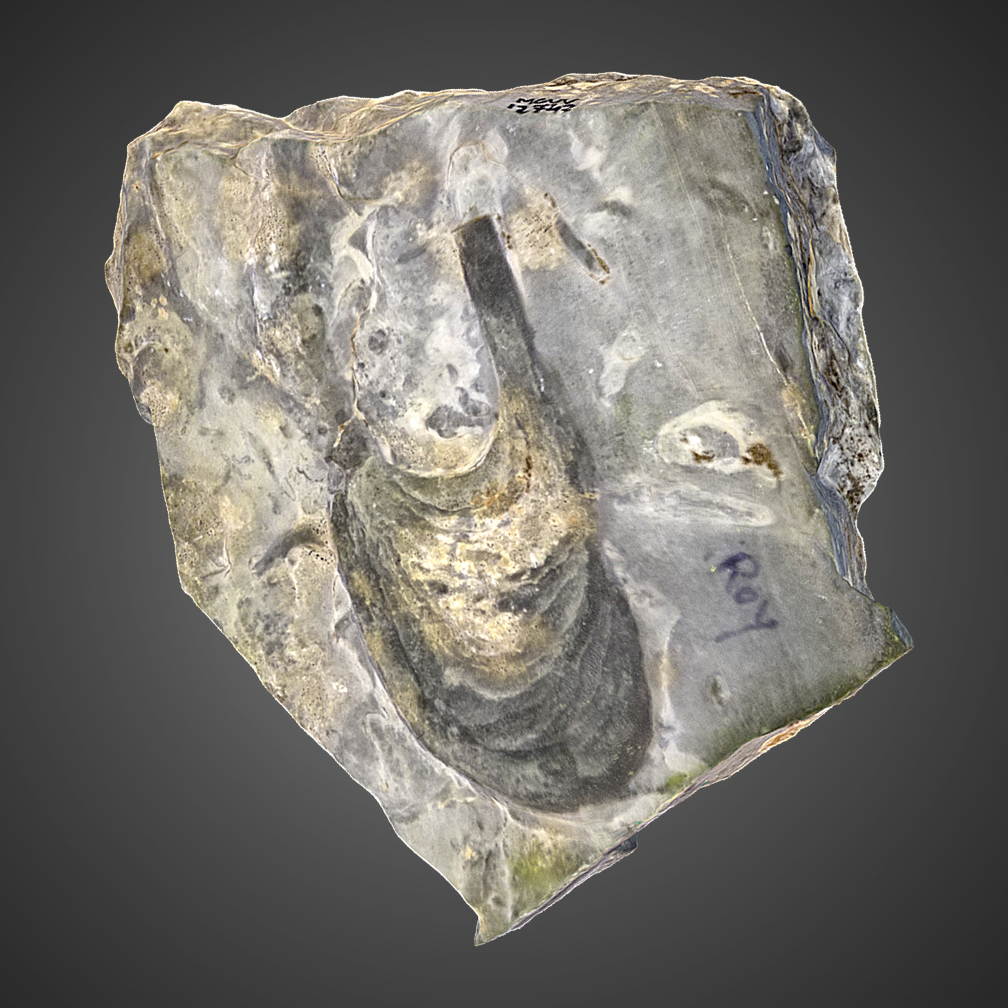 Rhizocorallium genense