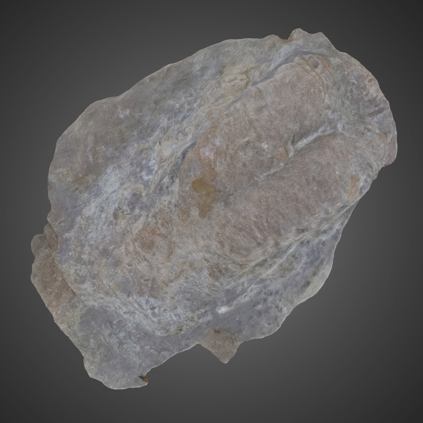 Rusophycus bilobatus