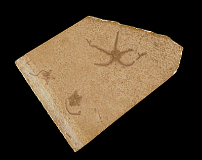 Ophiopetra lithographica