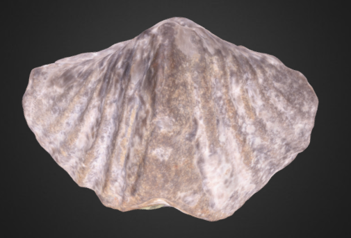 Acrospirifer murchisoni