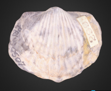 Tropidoleptus carinatus