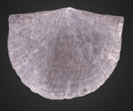 Strophodonta demissa