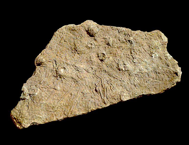 Hemicidaris intermedia