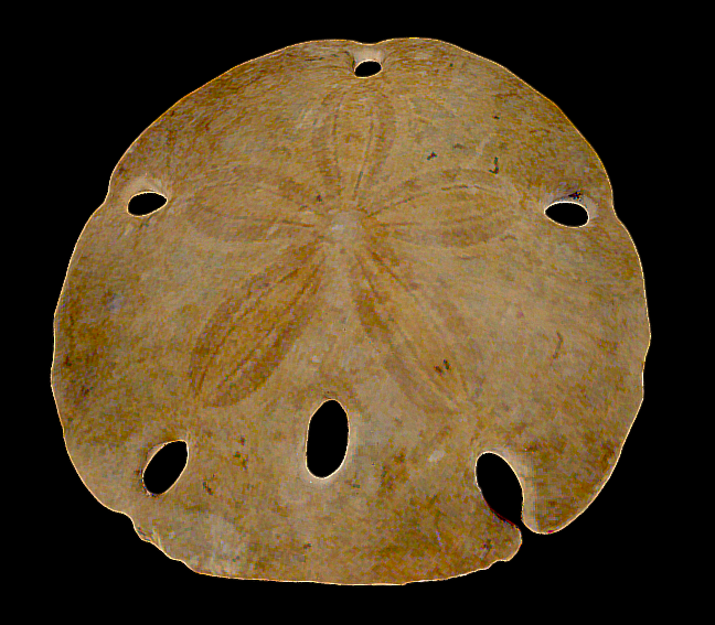 Melitella californicus