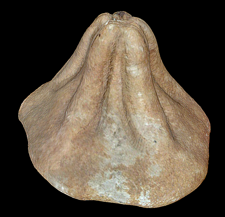 Clypeaster portentosus