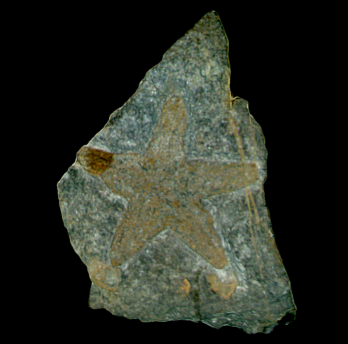 Estrella de mar