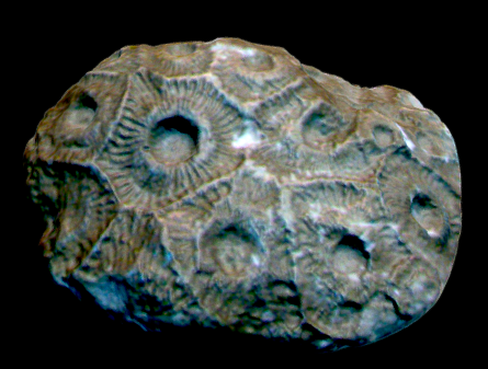 Hexagonaria sp. 