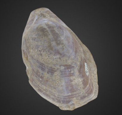 Oleneothyris harlani