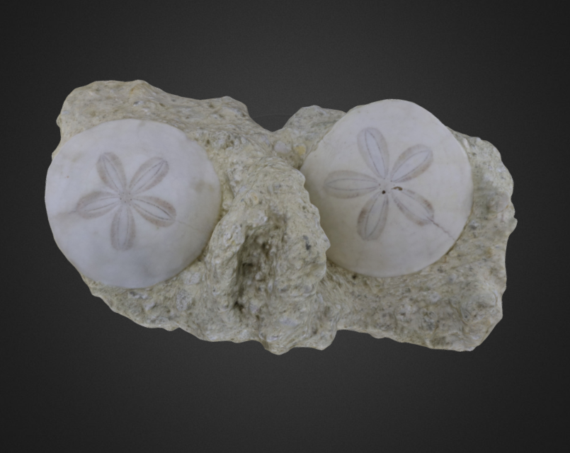 Parascutella paulensis