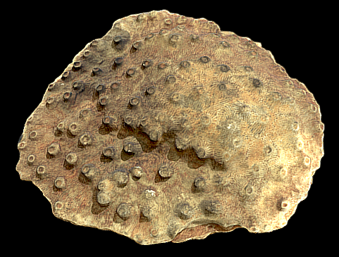 Hexagonaria sp. 