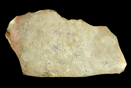 Ophiopetra lithographica