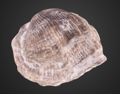 Pseudoatrypa devoniana