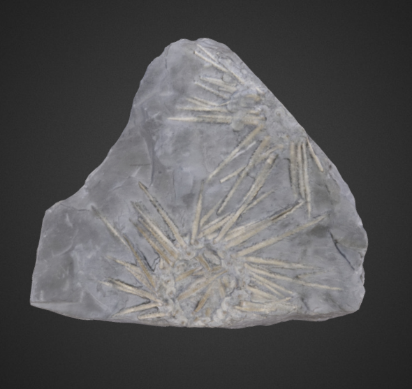 Archaeocidaris immanis