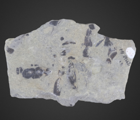 Glottidia antarctica