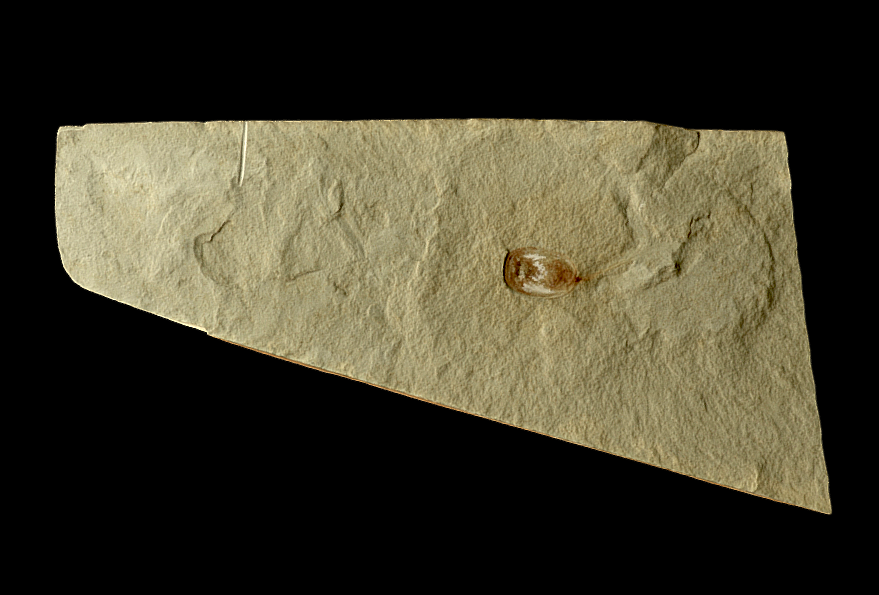 Lingularia smirnovae