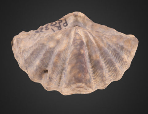 Megakozlowskiella perlamellosa