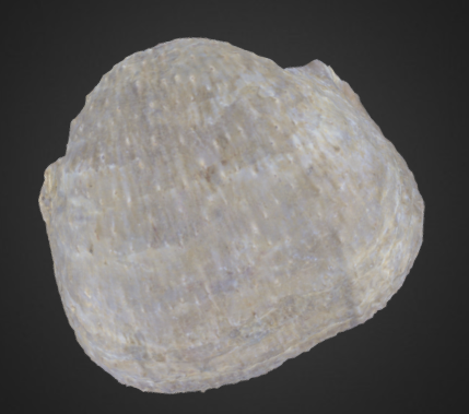 Pulchratia symmetrica